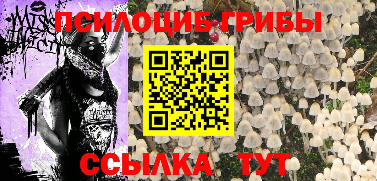 Псилоцибиновые грибы Psilocybe  Вход с VPN  Советск  Псилоцибиновые грибы Psilocybe 